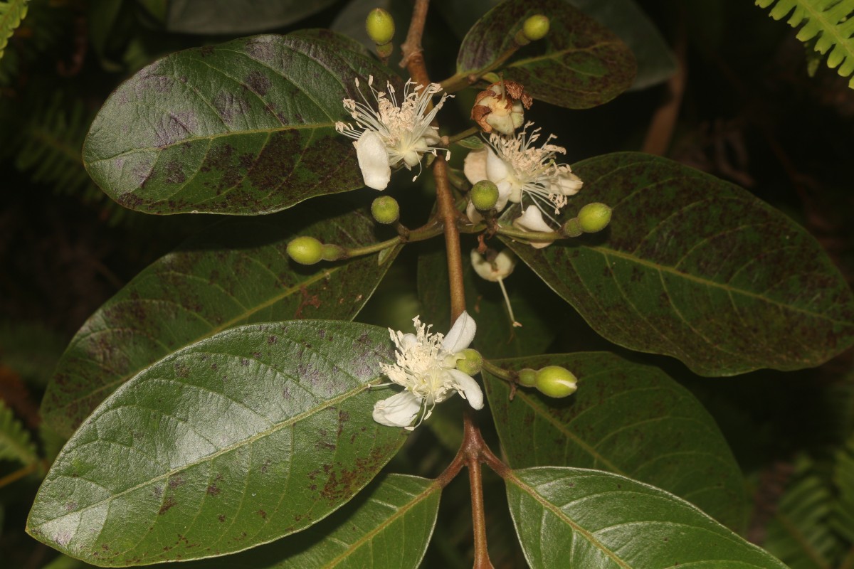 Psidium guineense Sw.